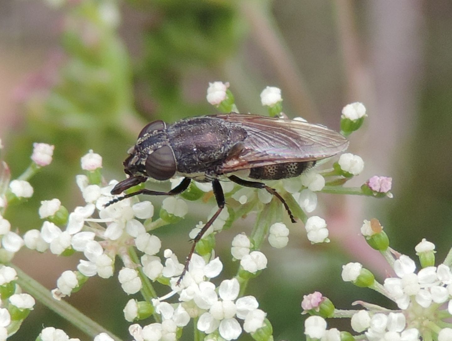 Calliphoridae: Stomorhina lunata (Rhiniidae) femmina