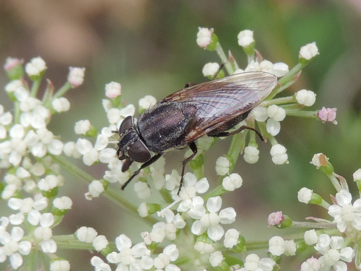 Calliphoridae: Stomorhina lunata (Rhiniidae) femmina