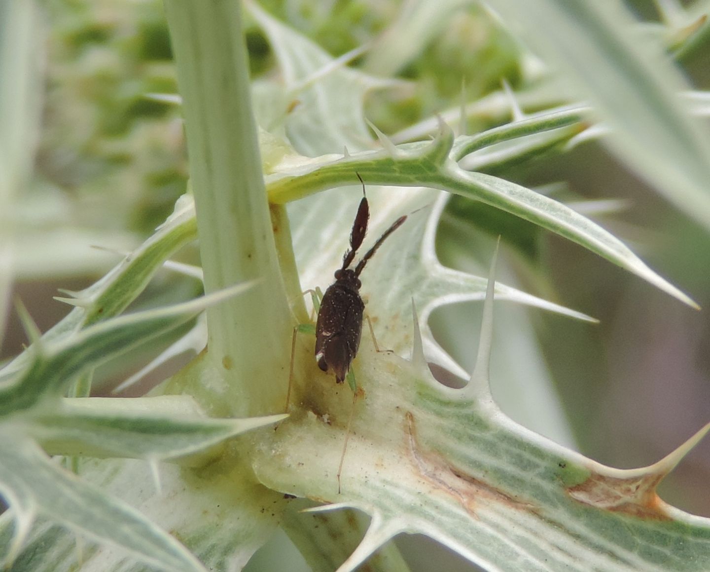 Miridae: quale Heterotoma?