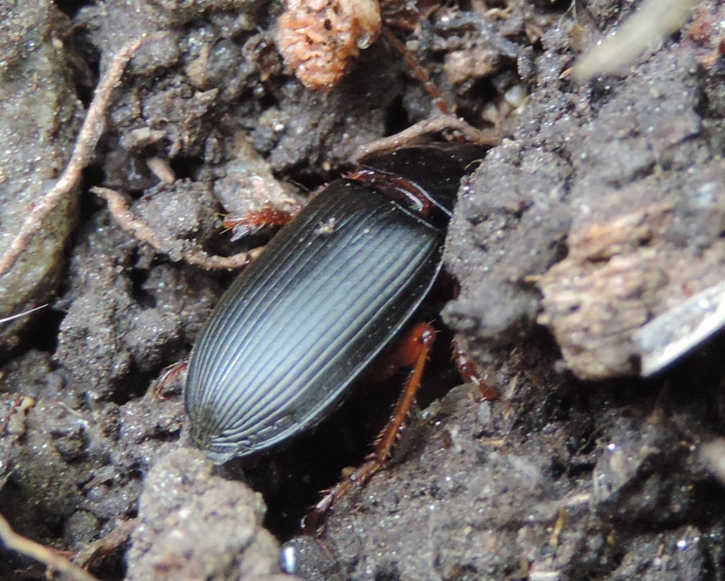 Carabidae: Ophonus sp.?  S, Ophonus stictus