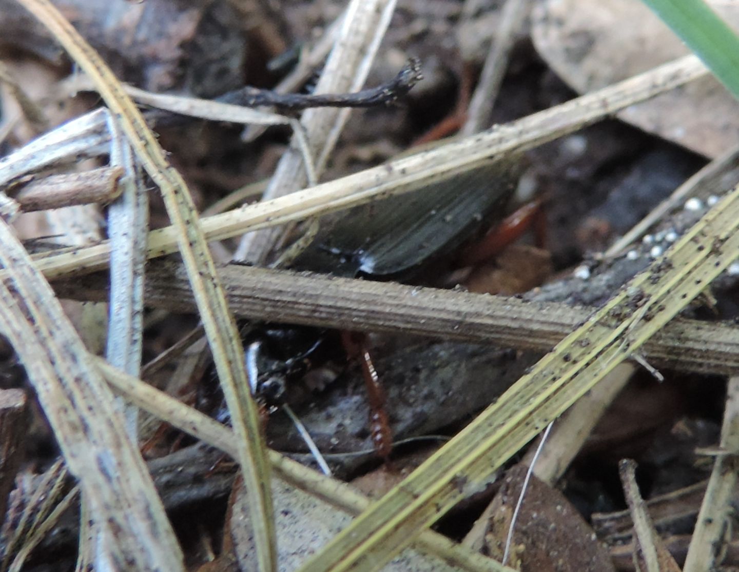 Carabidae: Ophonus sp.?  S, Ophonus stictus