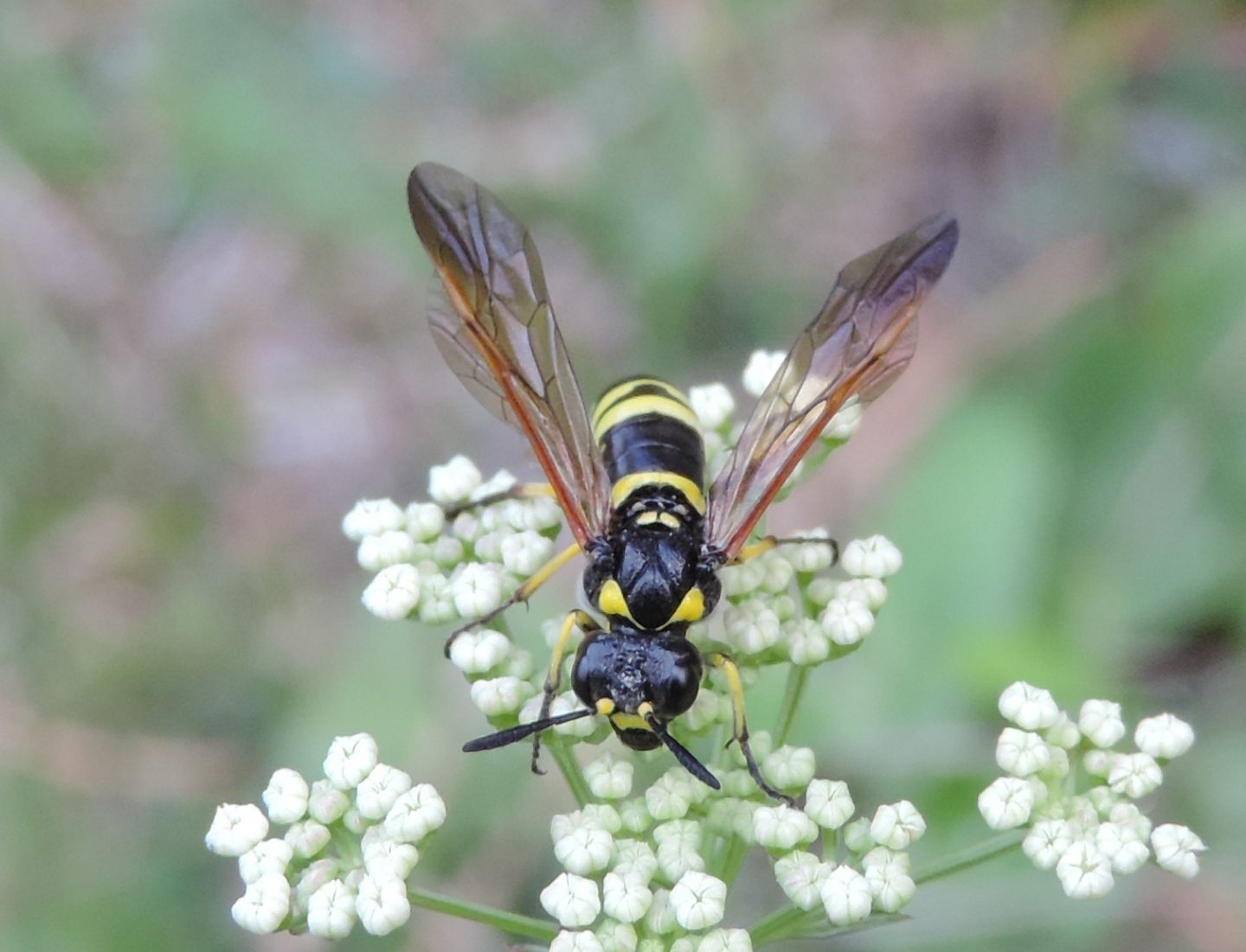 Tenthredo? da identificare