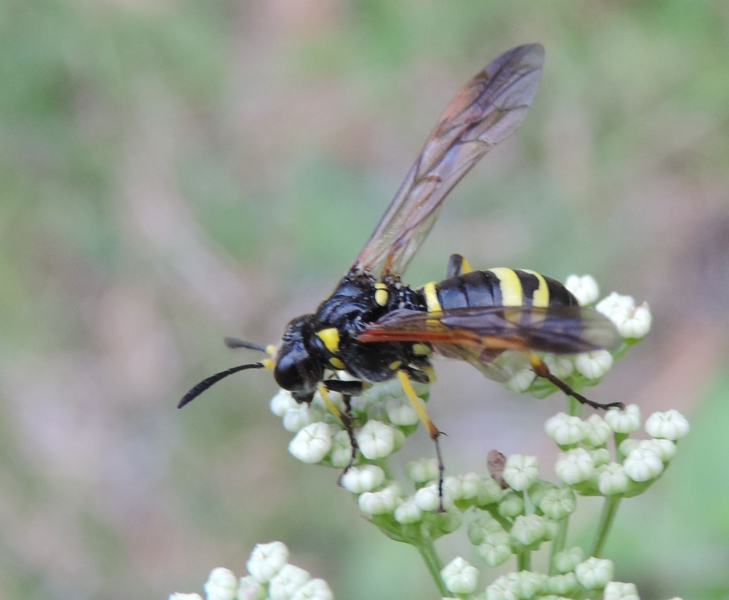 Tenthredo? da identificare