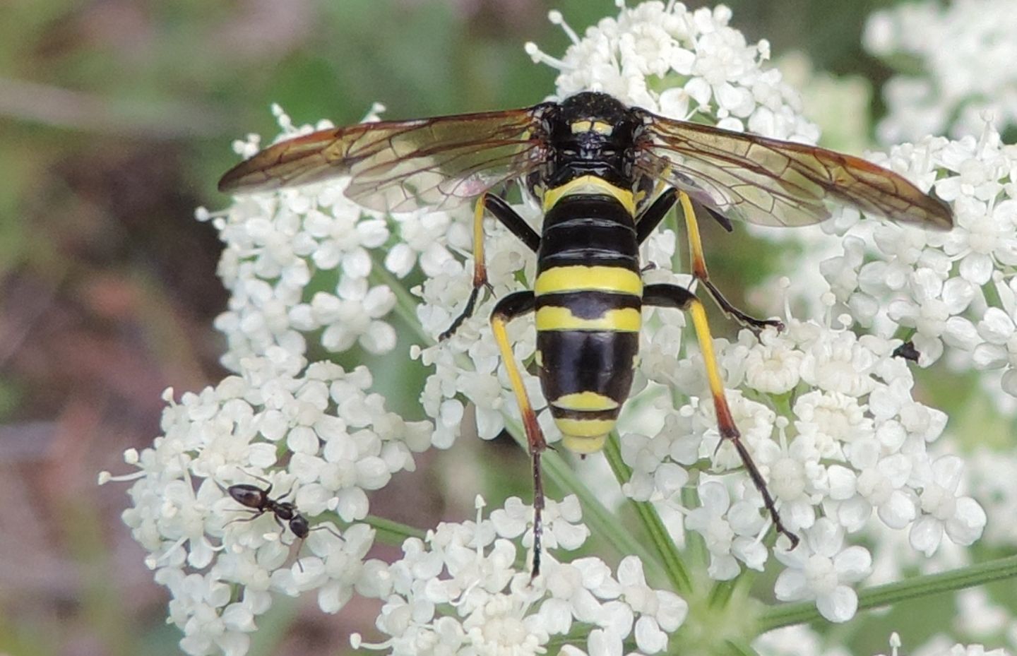 Tenthredo? da identificare