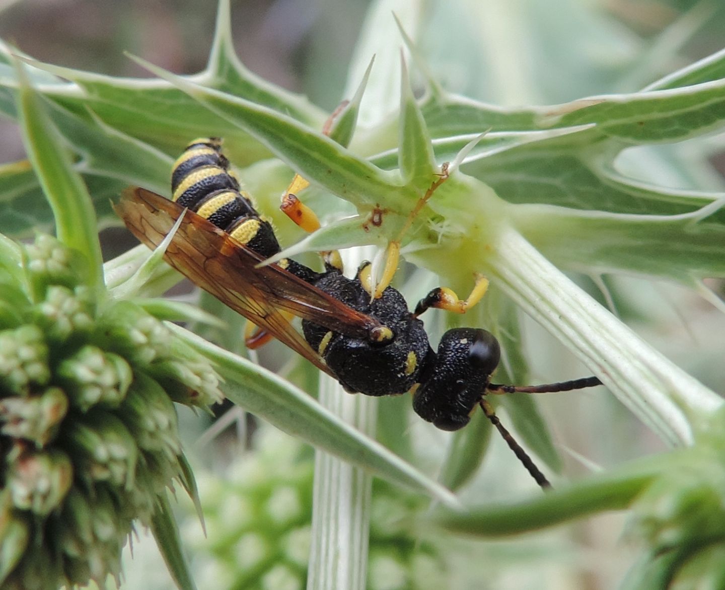 Crabronidae: Cerceris sp. ? S