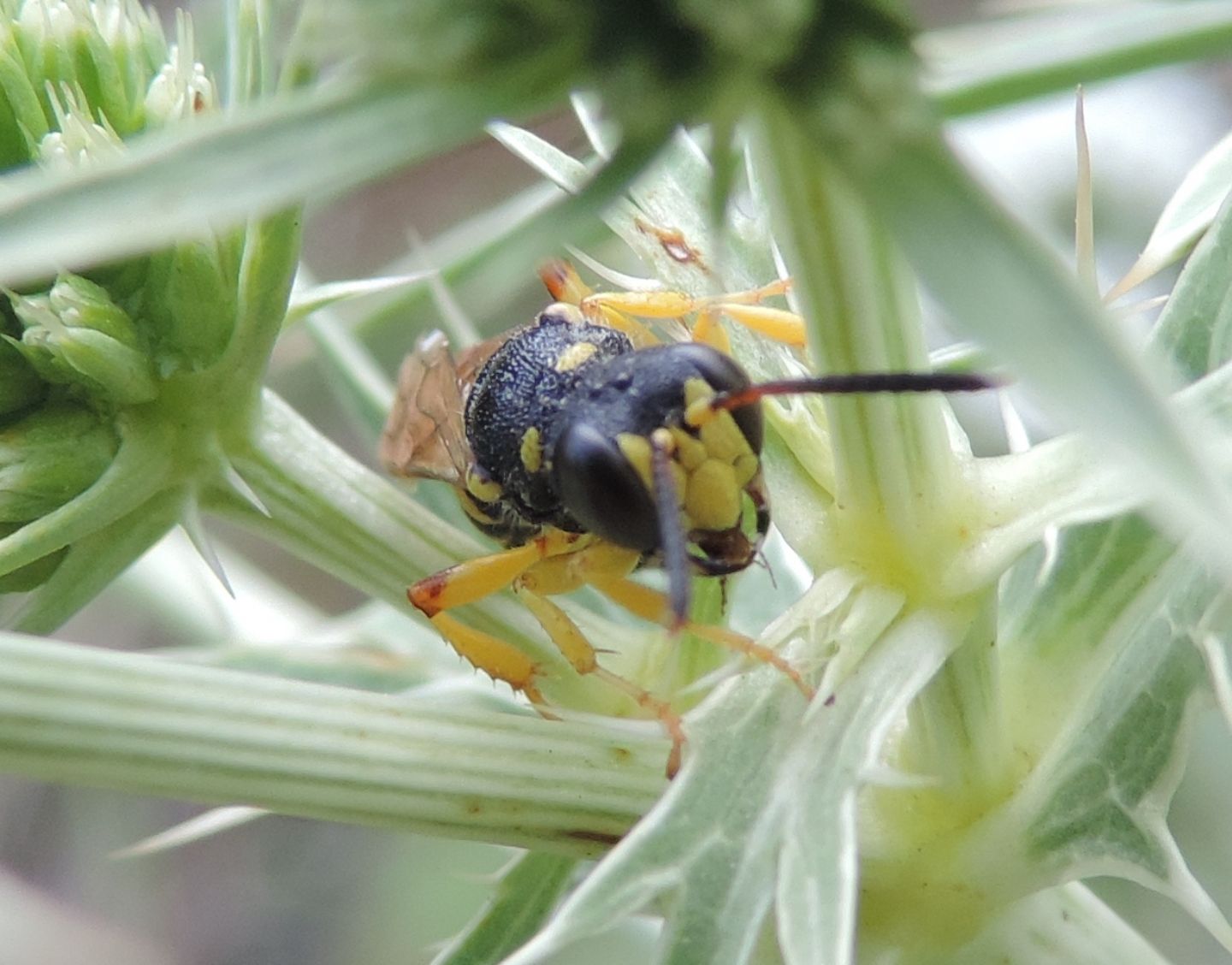 Crabronidae: Cerceris sp. ? S