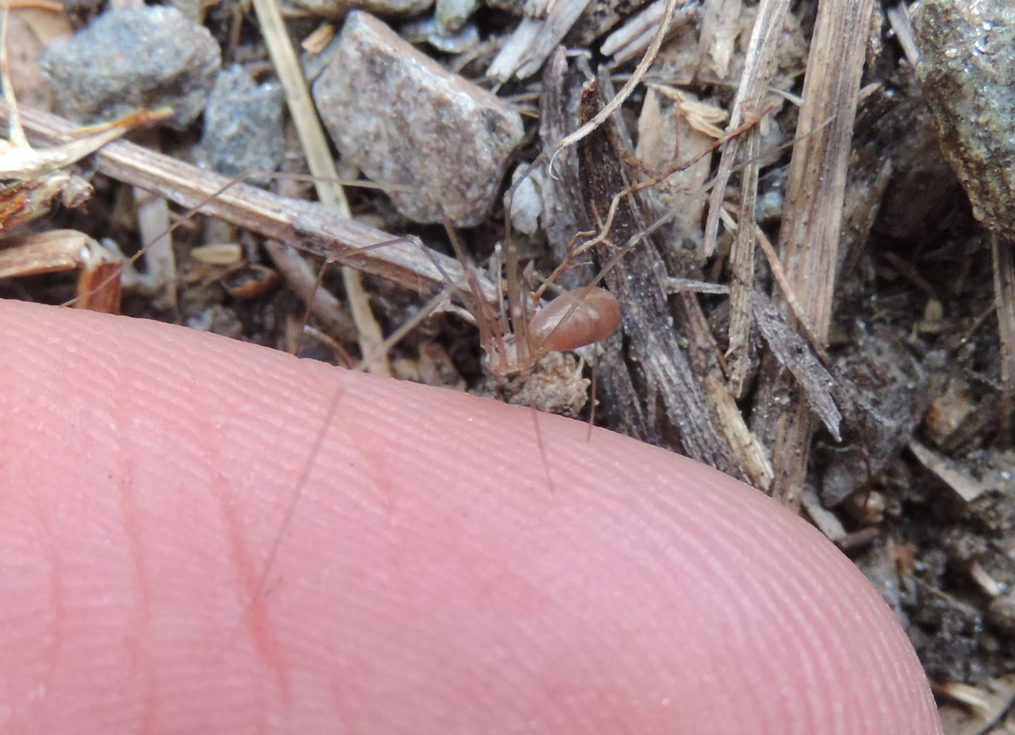 Pholcus opilionoides - Salbertrand (TO)