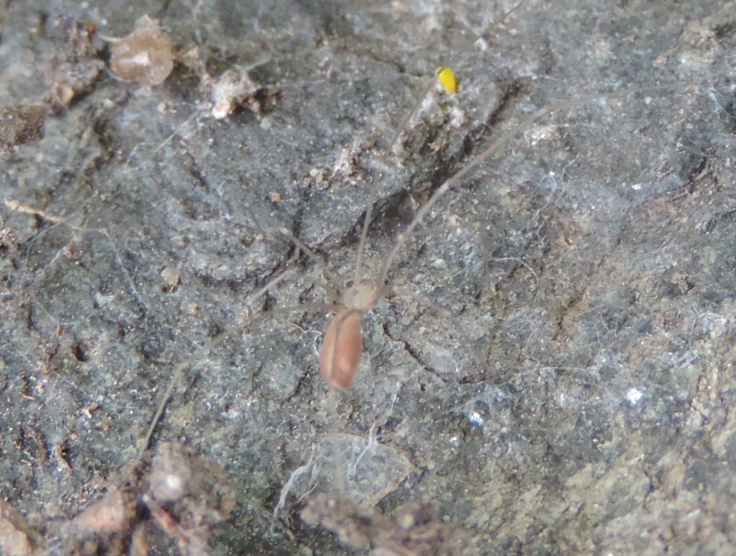 Pholcus opilionoides - Salbertrand (TO)