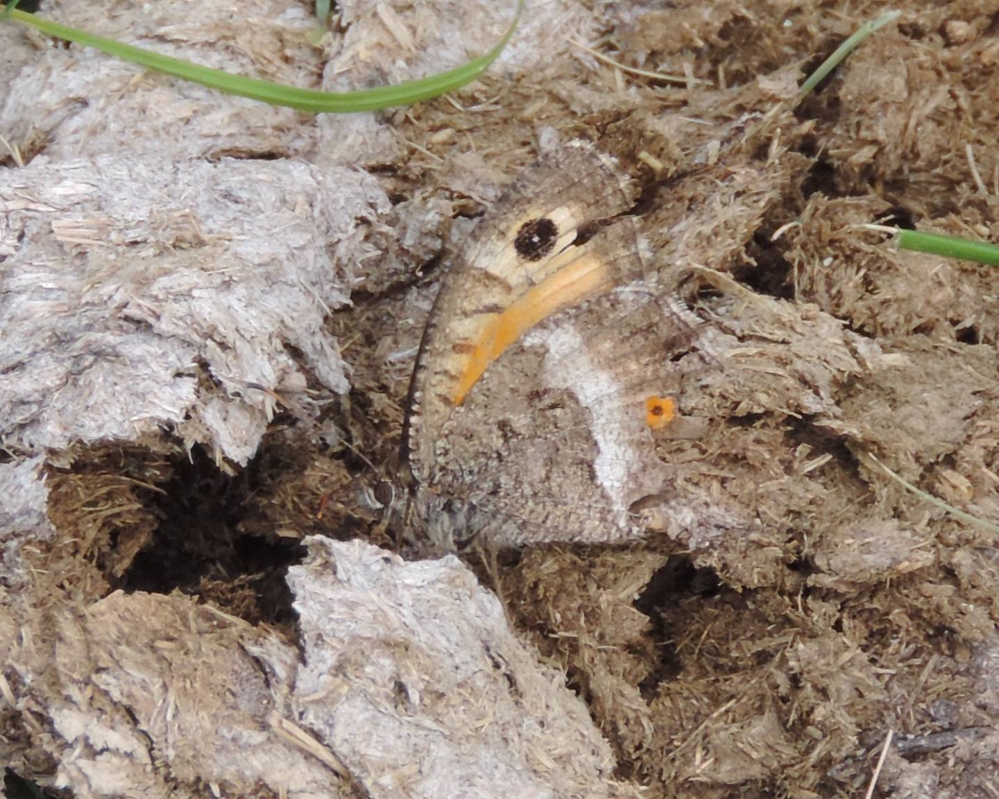 Satyrus?   No, Arethusana arethusa (Nymplalidae Satyrinae)