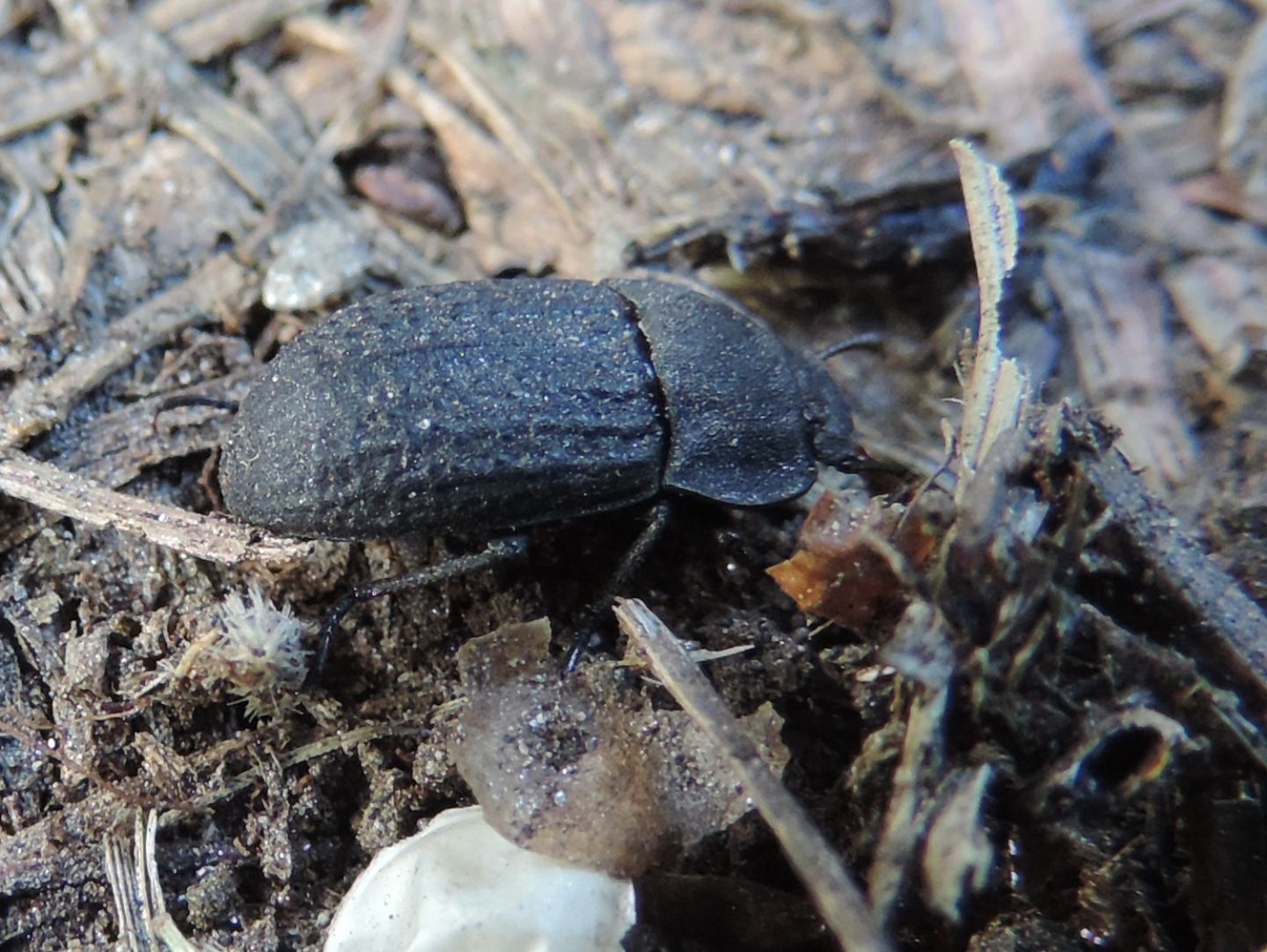 Tenebrionidae: Opatrum sabulosum? S.