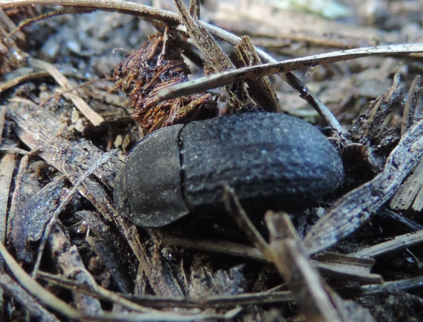 Tenebrionidae: Opatrum sabulosum? S.