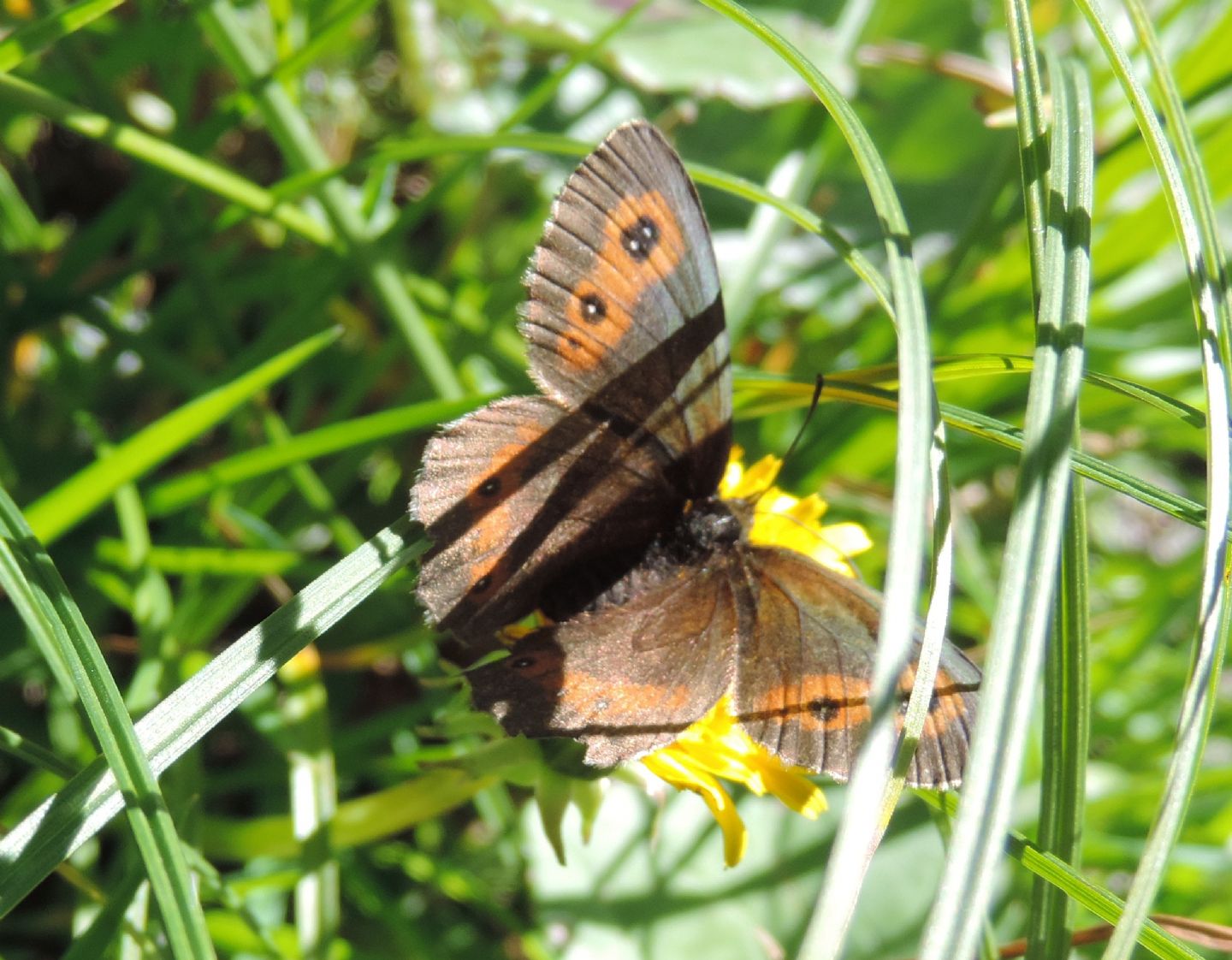 Erebia neoridas?  No, Erebia aethiops