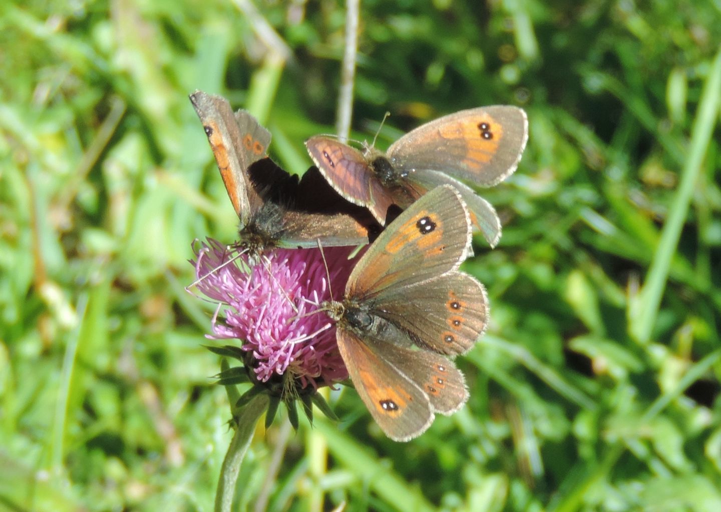 Erebia dromus?  S !