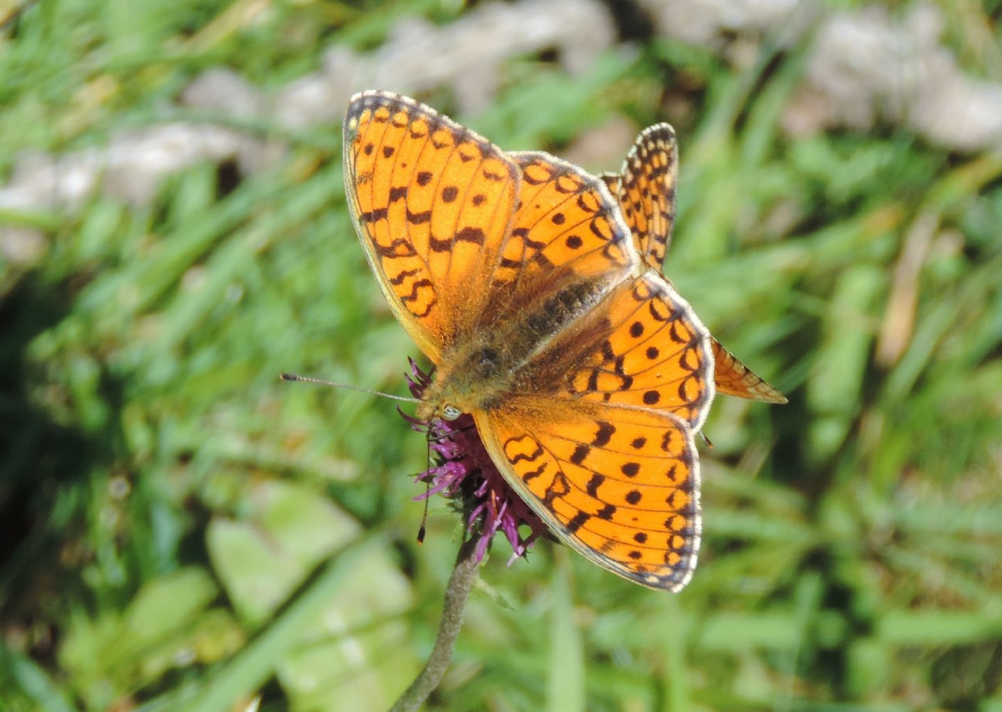 Argynnis?  S, Argynnis niobe, f & m