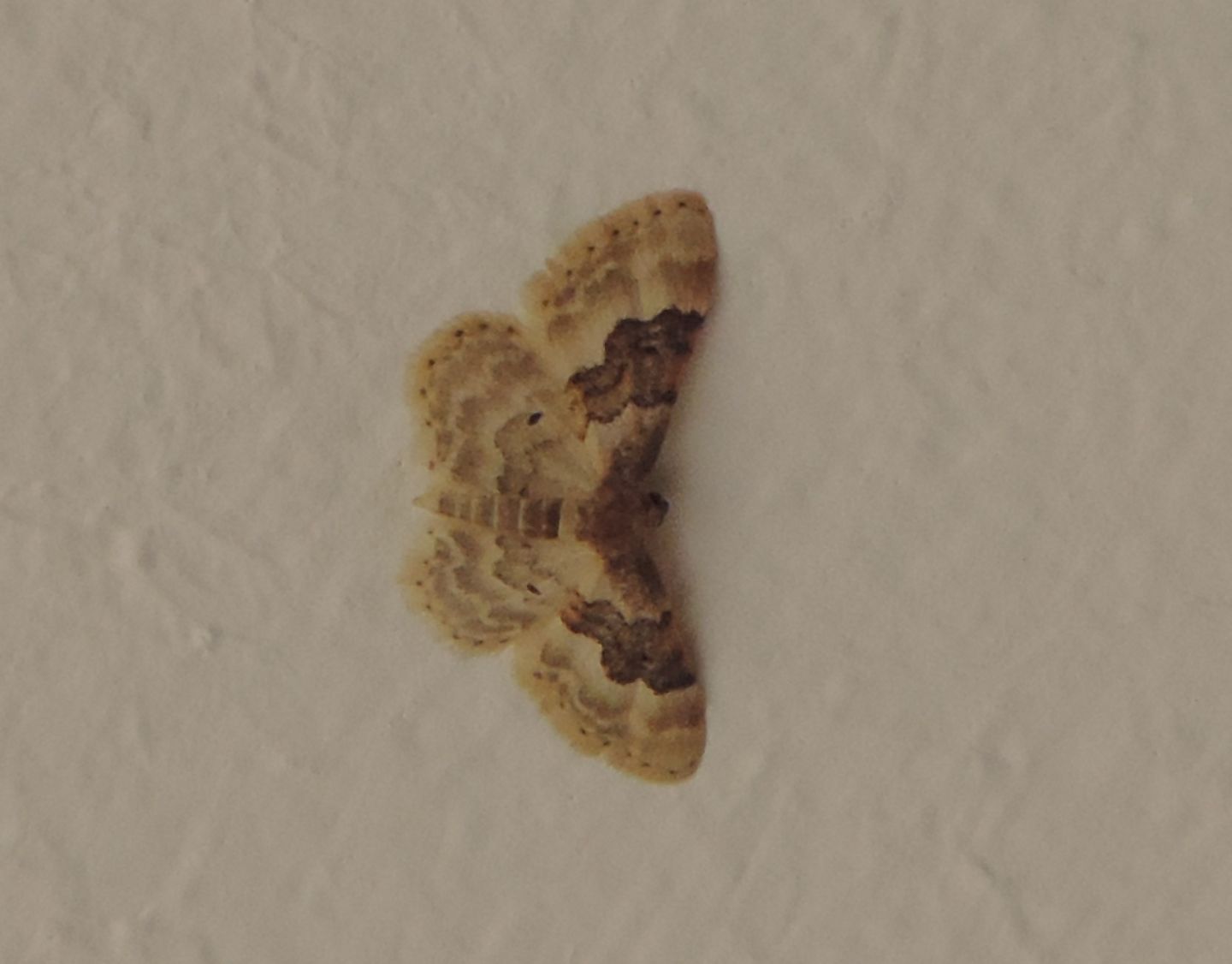 Idaea rusticata?  S !