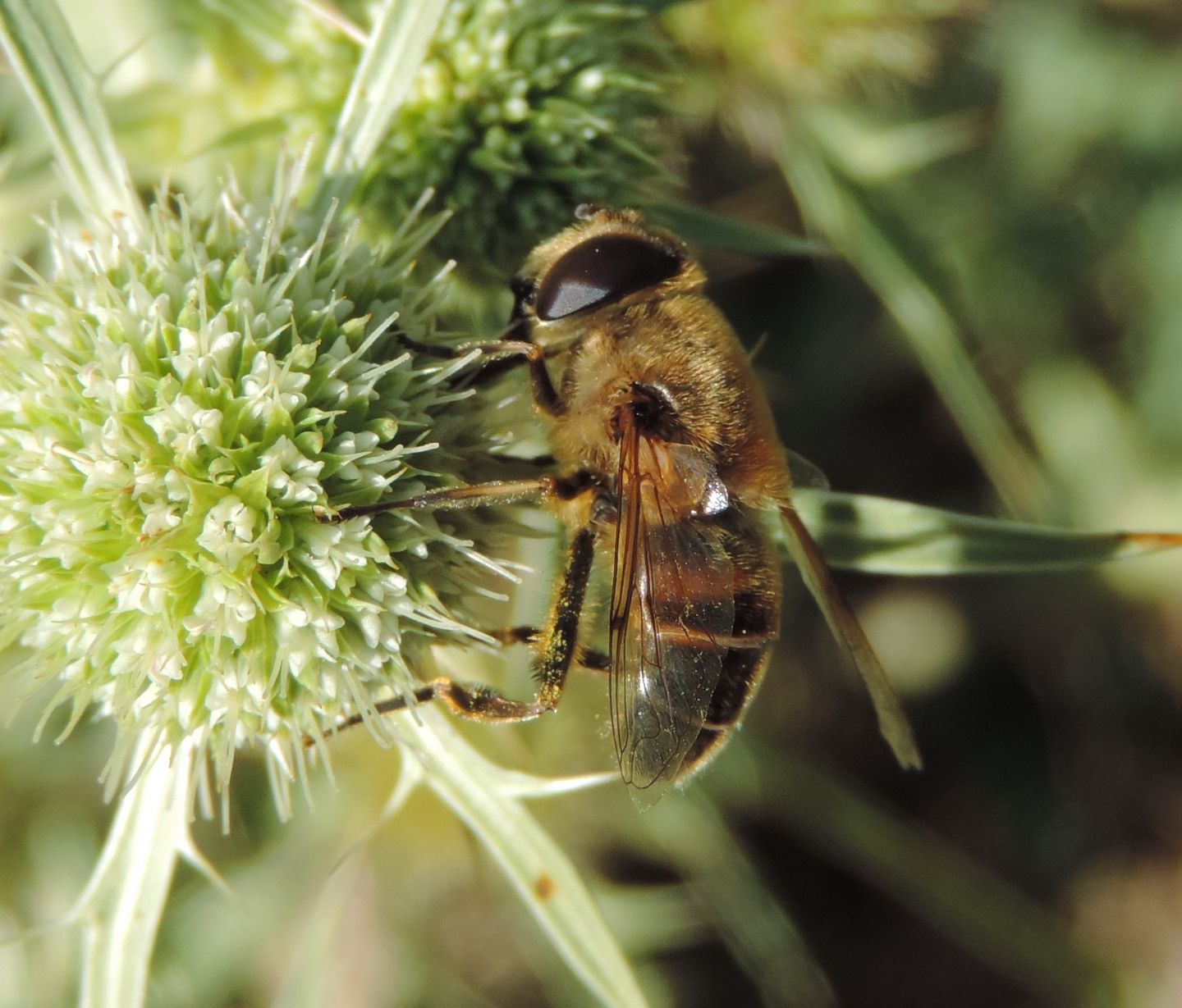 Eristalis tenax?  S !