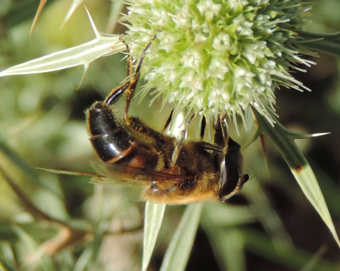 Eristalis tenax?  S !