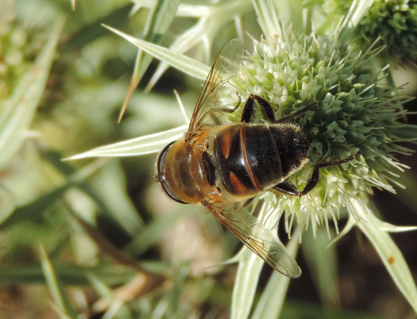 Eristalis tenax?  S !