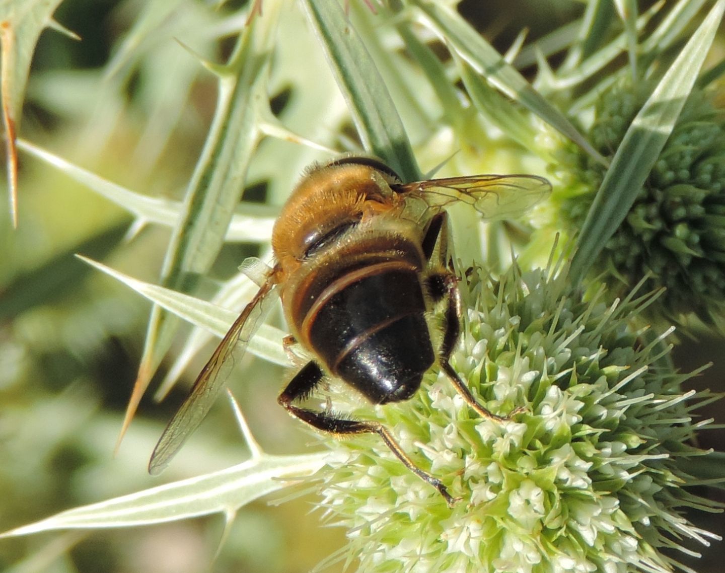 Eristalis tenax?  S !