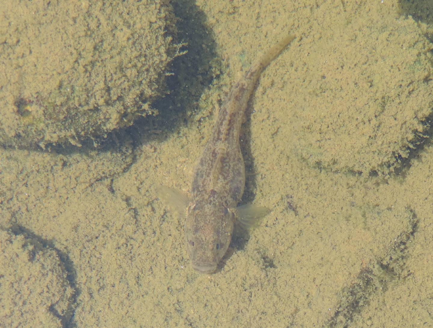 Padogobius bonelli?