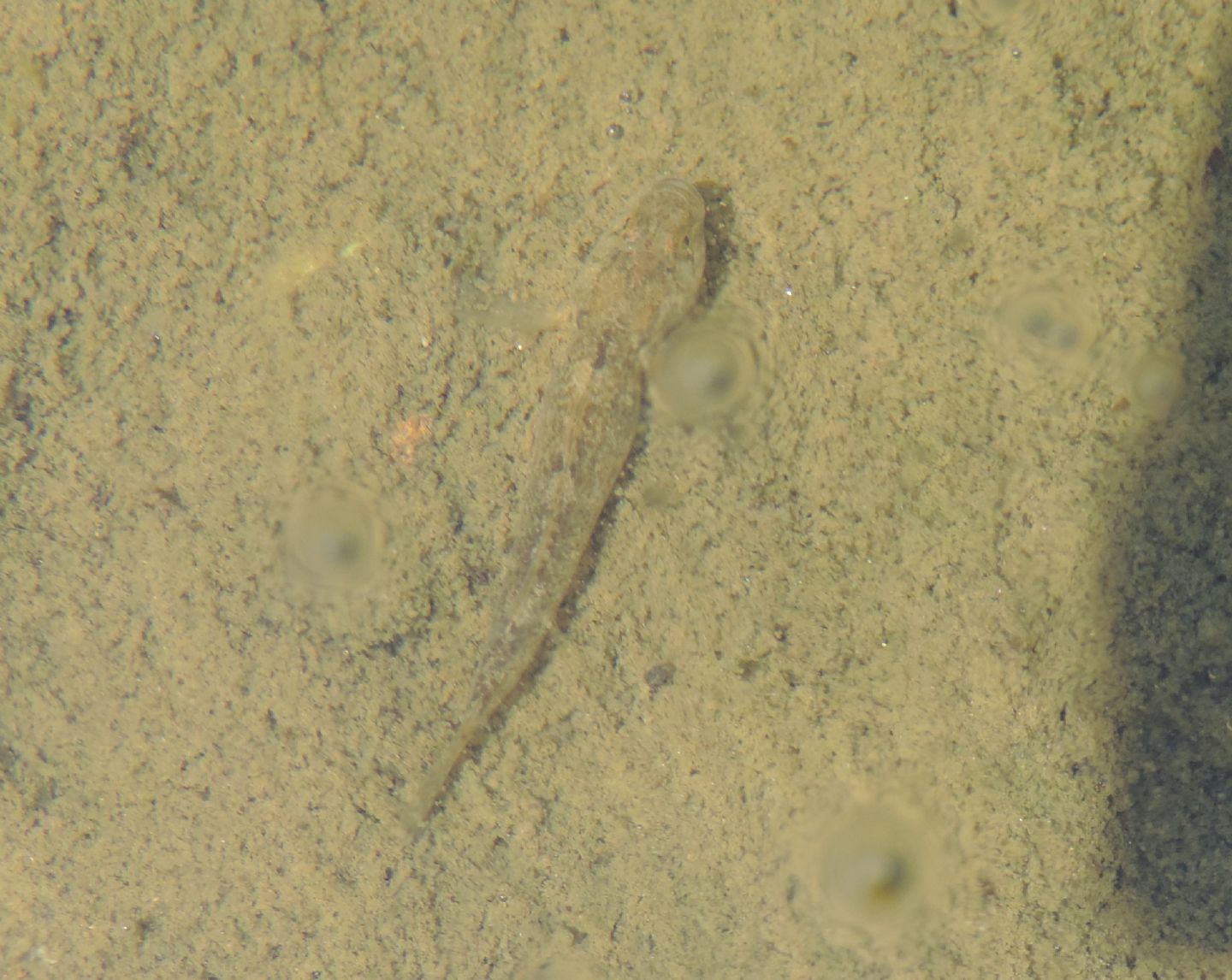 Padogobius bonelli?