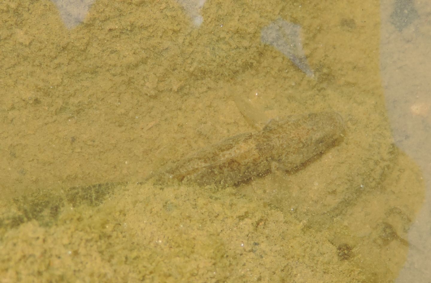 Padogobius bonelli?