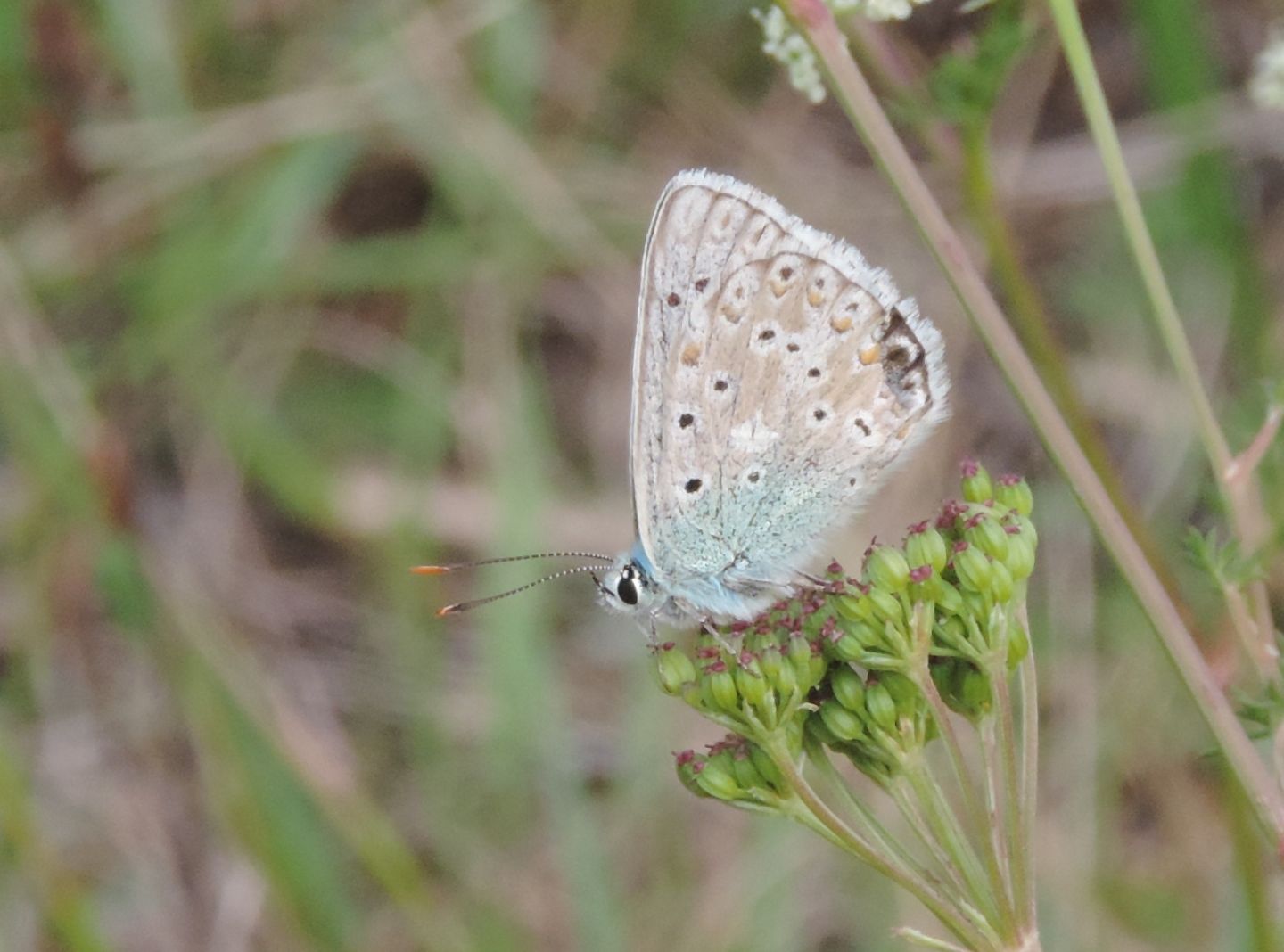 Polyommatus bellargus?