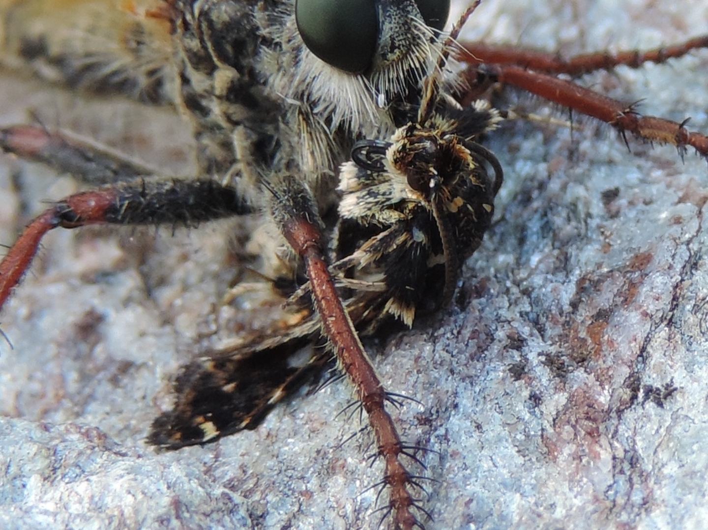 chi  la preda?... una Thyris fenestrella (Thyrididae)