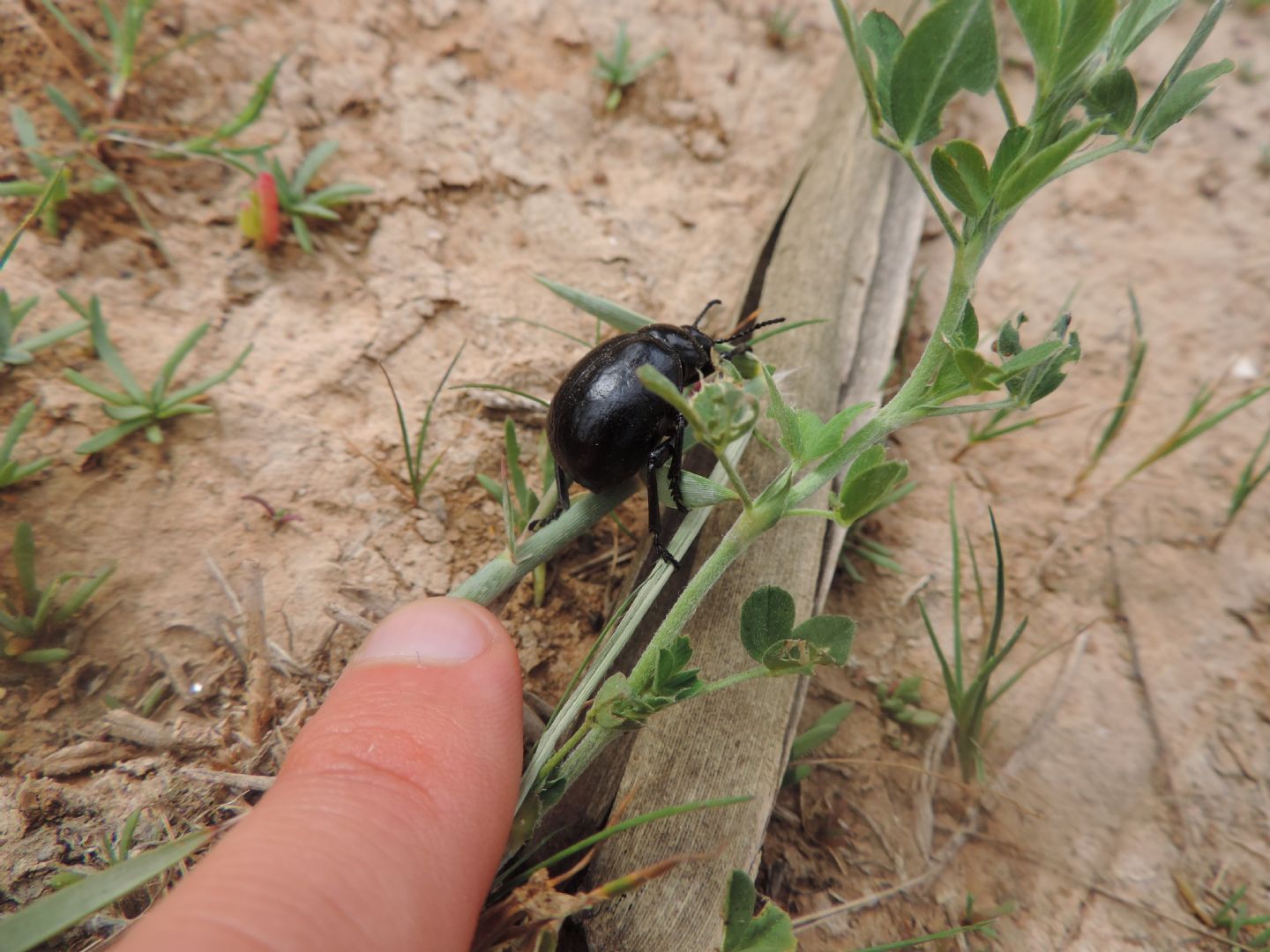 Piantina dal Marocco: fam. Fabaceae