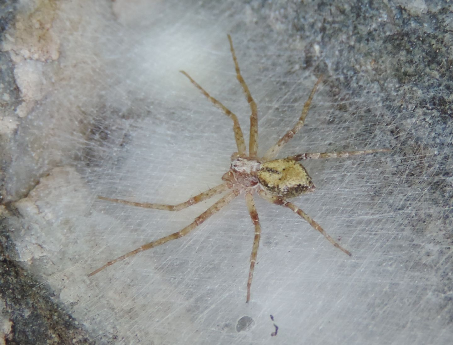 Philodromus sp.?  S ! - Salbertrand (TO)