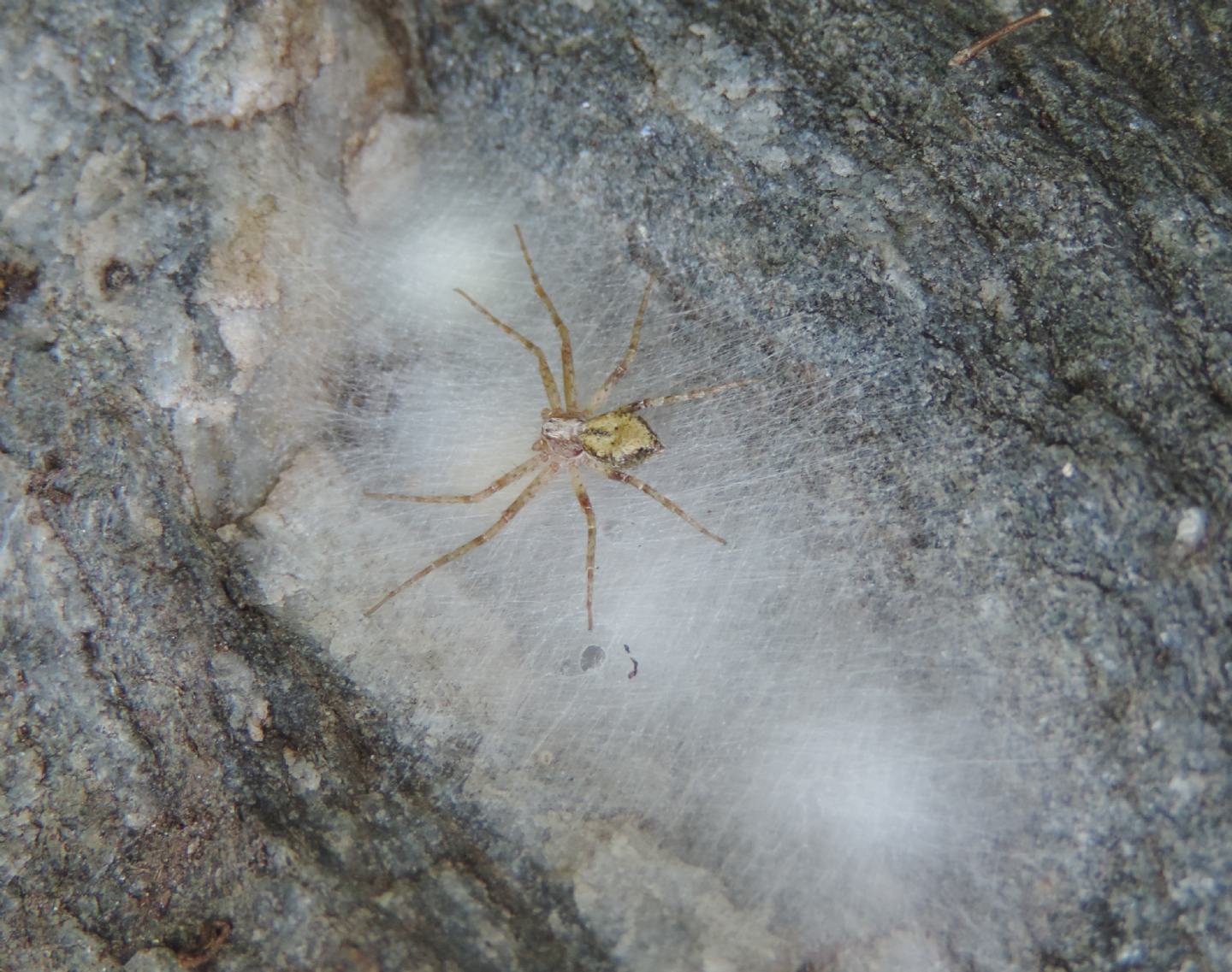 Philodromus sp.?  S ! - Salbertrand (TO)