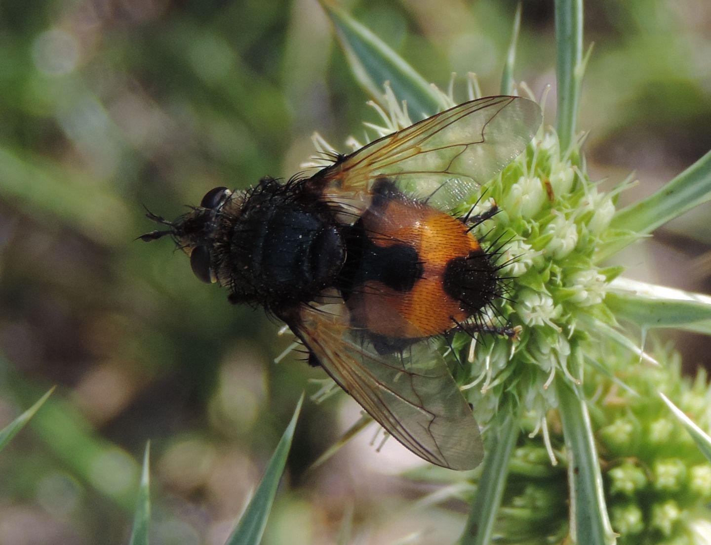 Tachinidae da identificare