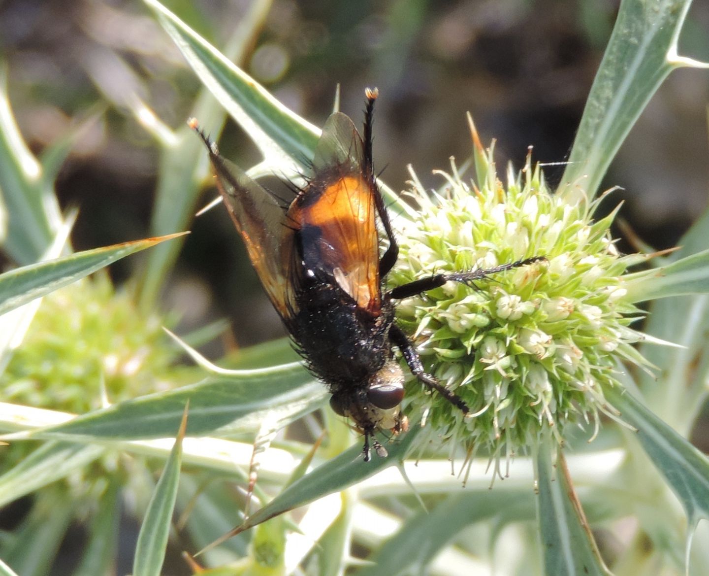 Tachinidae da identificare