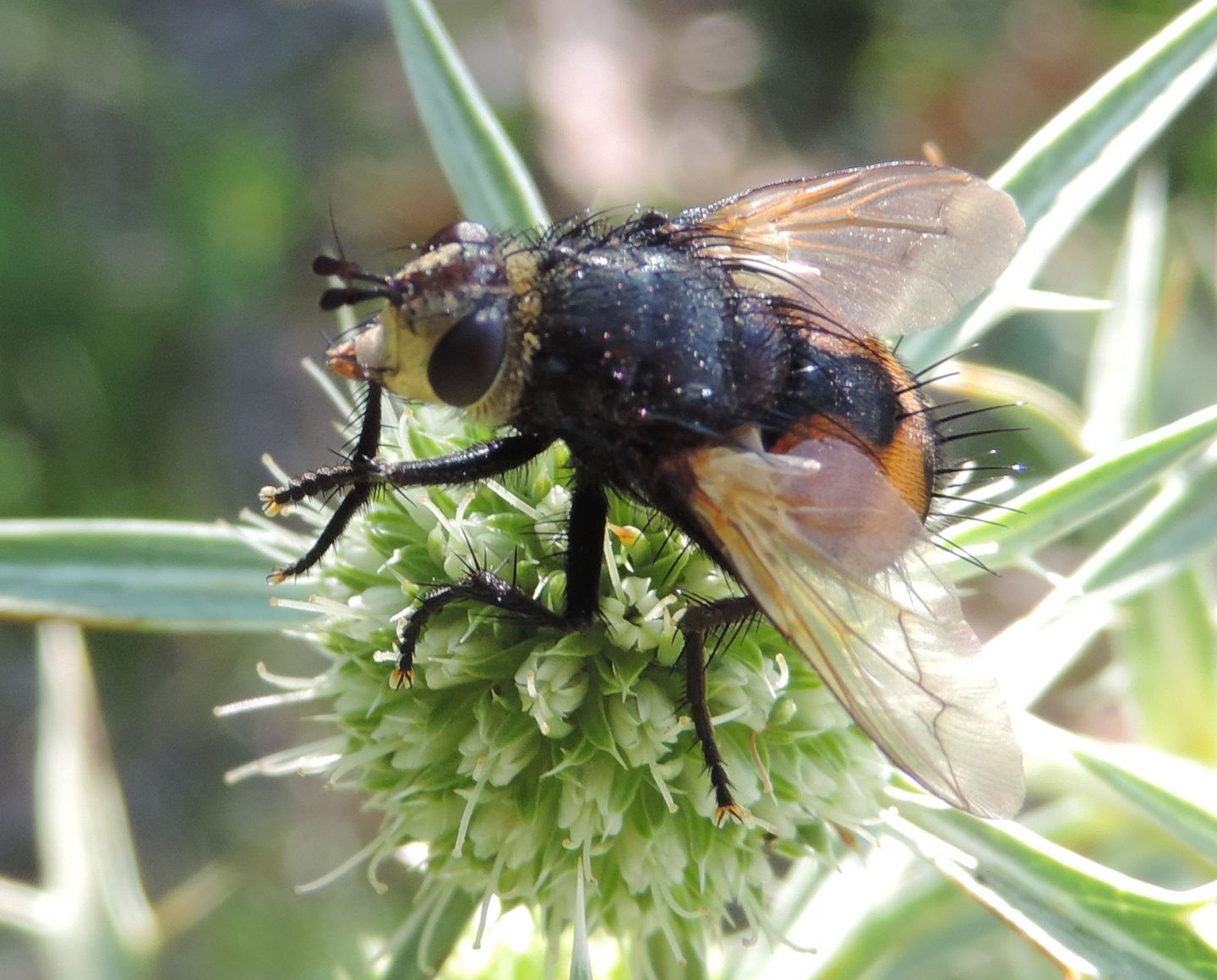 Tachinidae da identificare