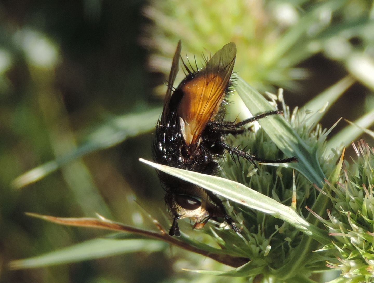 Tachinidae da identificare