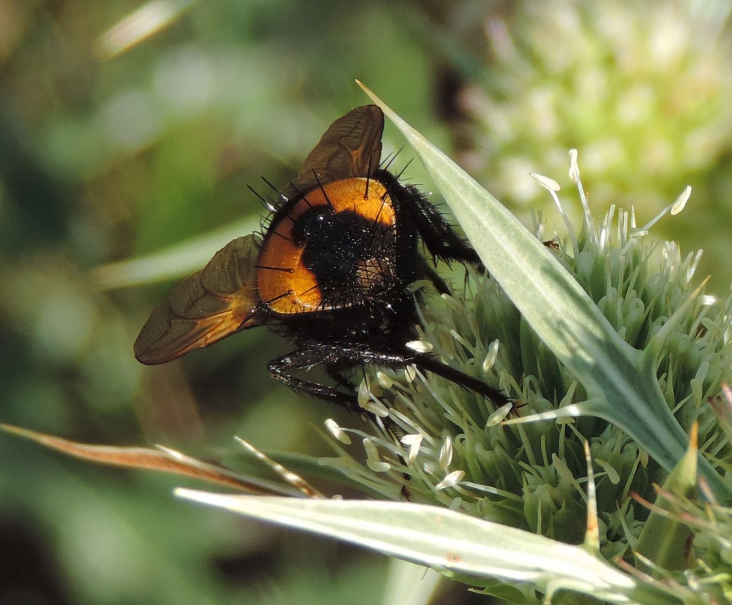 Tachinidae da identificare