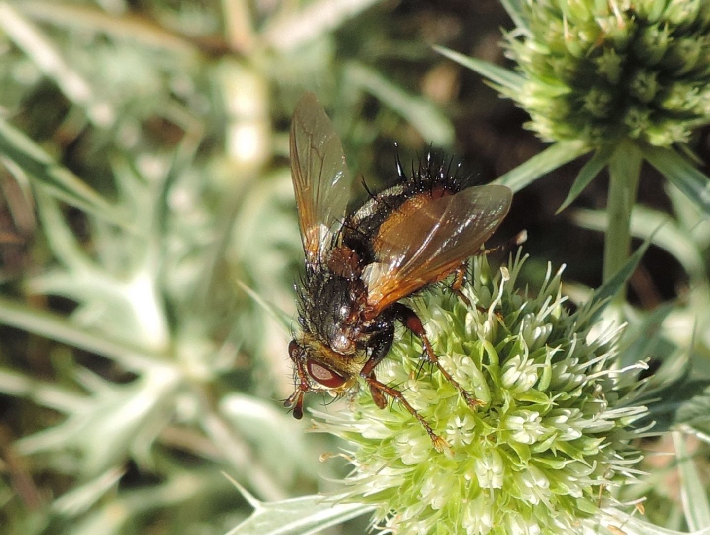 altro Tachinidae da identificare