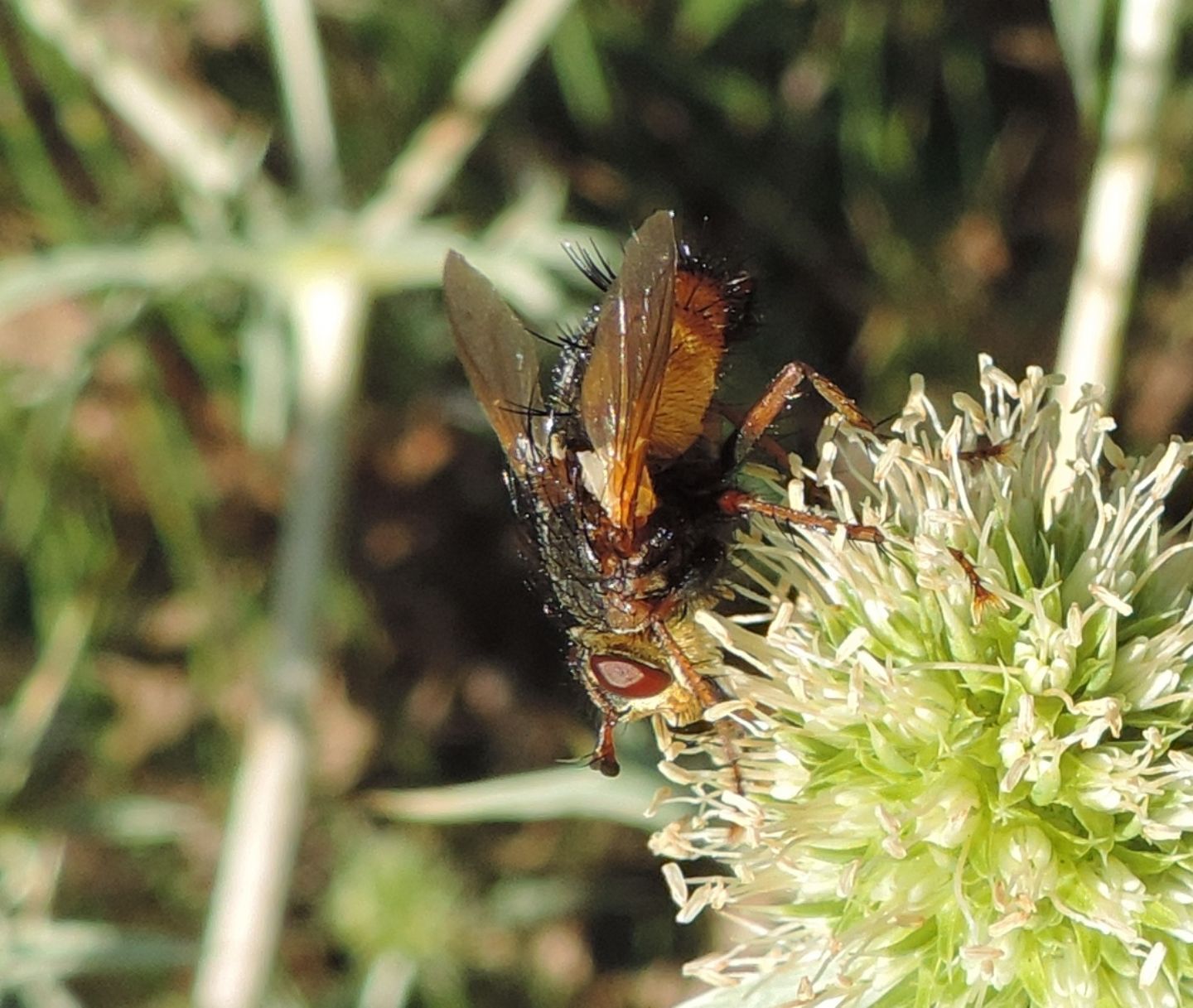 altro Tachinidae da identificare