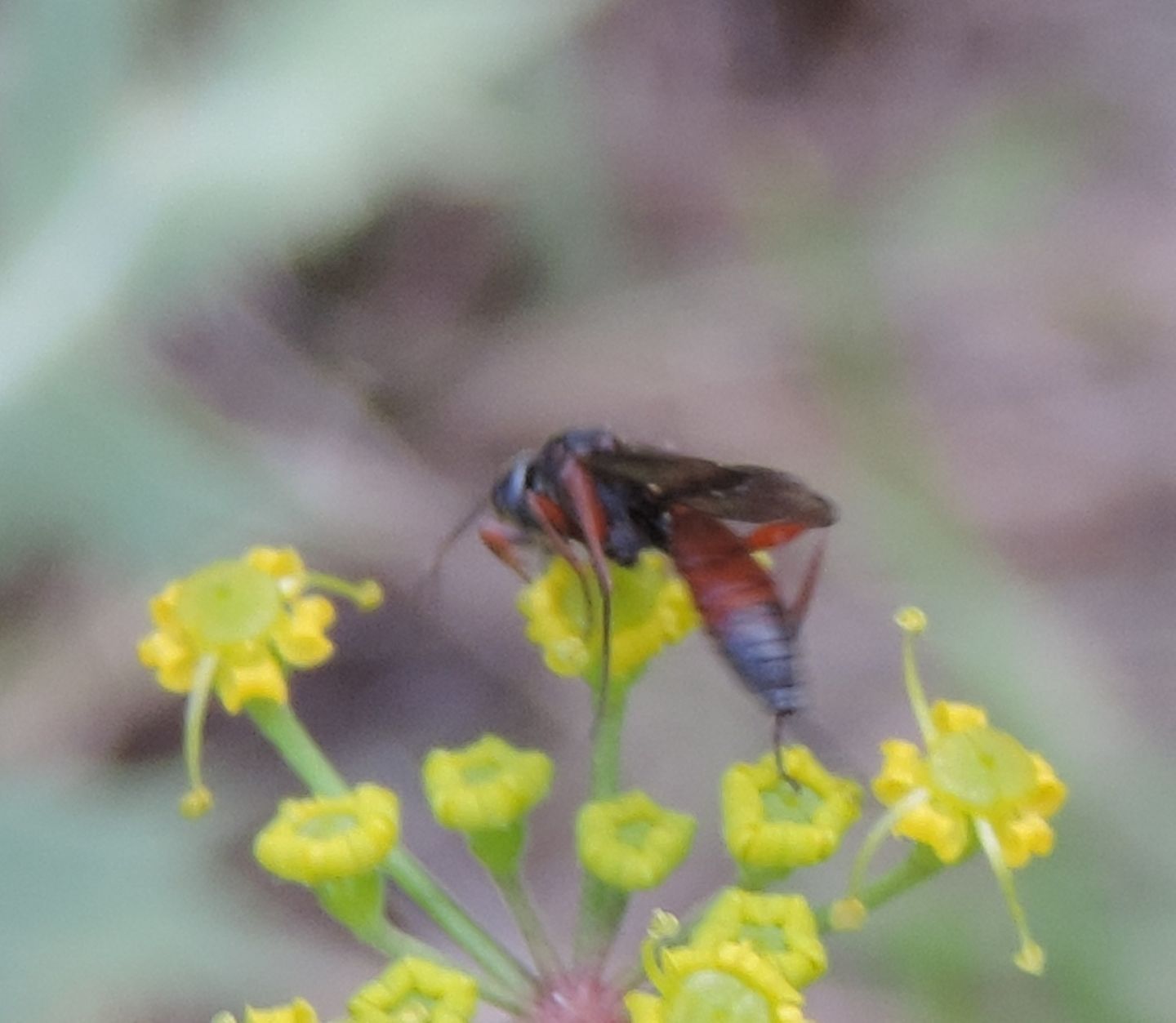 Ichneumonidae? S, ma... Ichneumonidae sp.