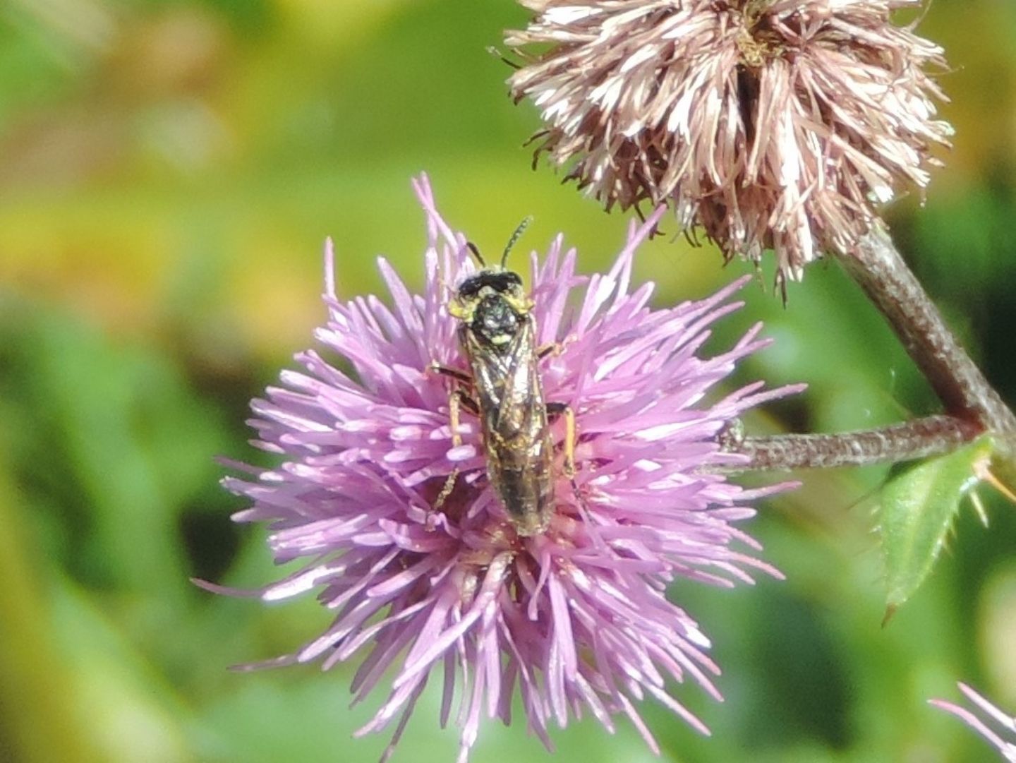 Tenthredinidae da identificare