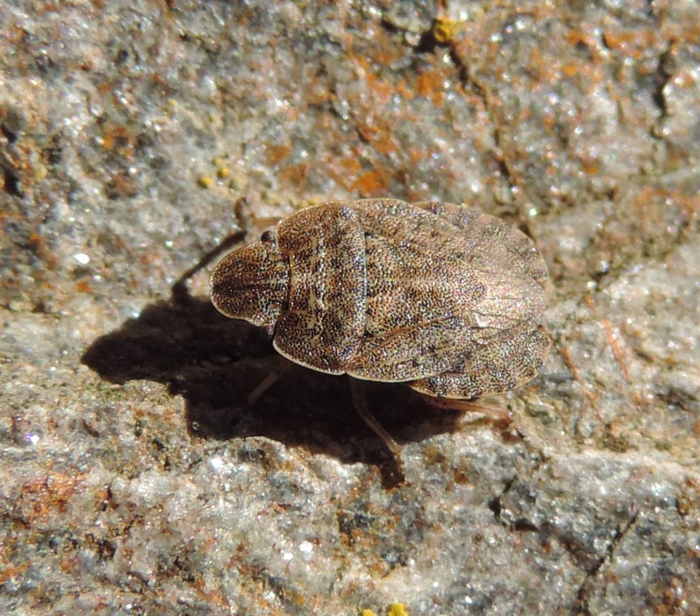 Pentatomidae: Sciocoris cfr. homalonotus