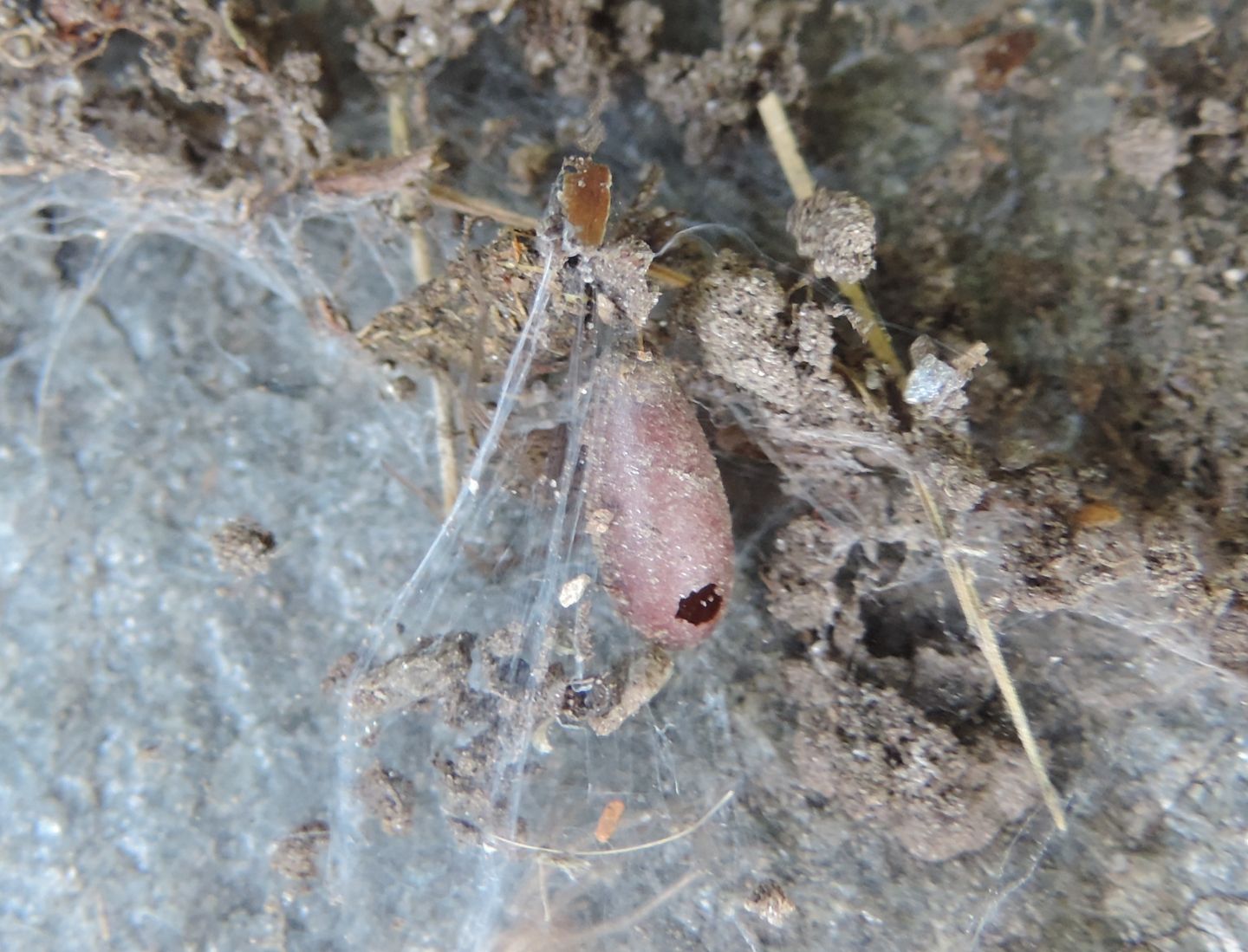 Fam. Agelenidae - Salbertrand (TO)