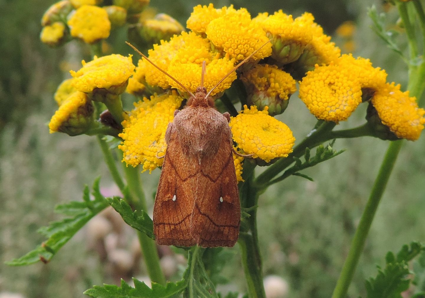 Noctuidae: Mythimna conigera? S !