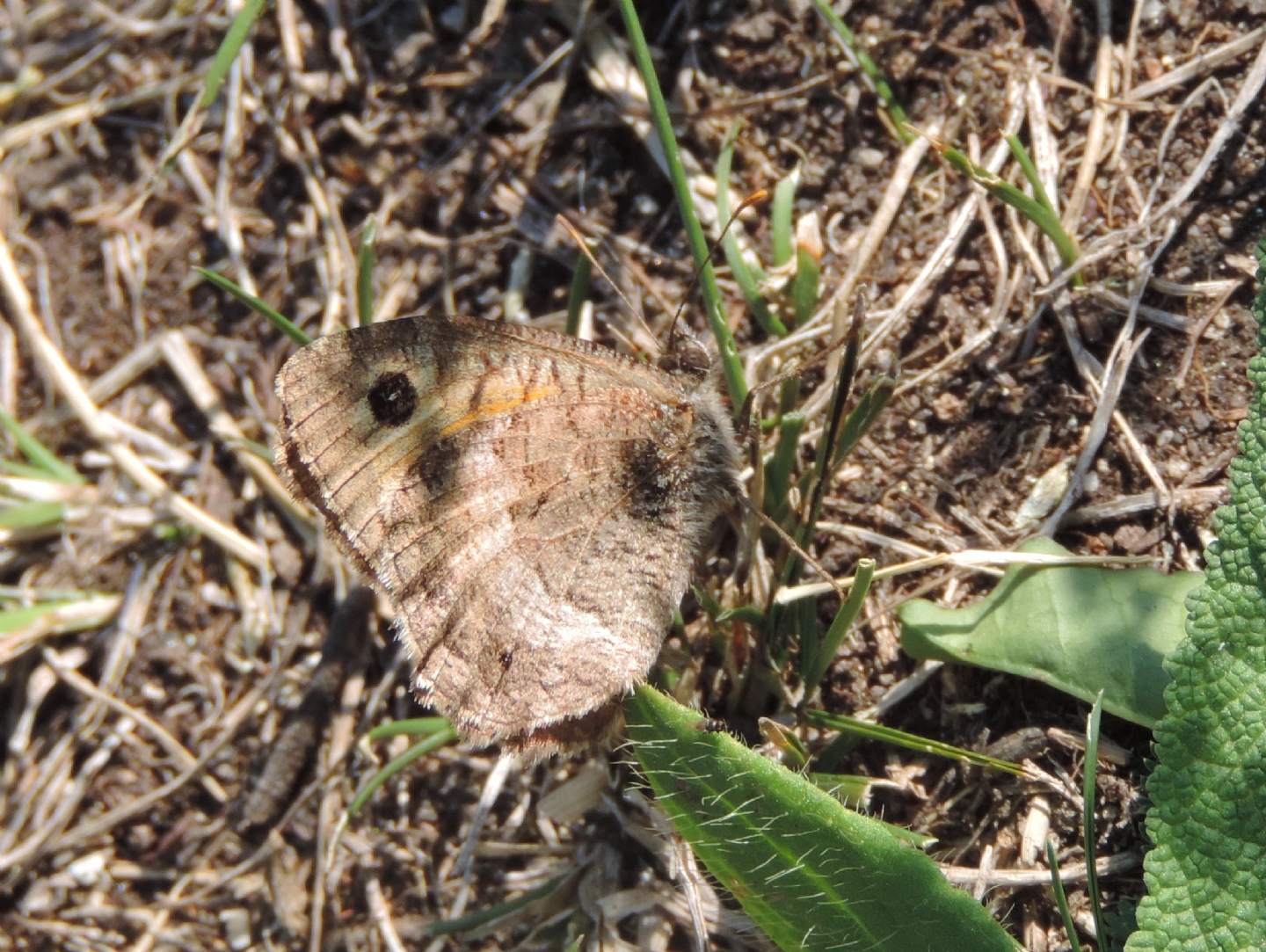 Satyrus ferula?  S !