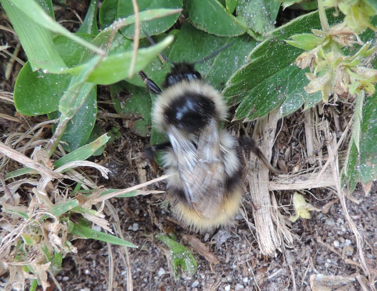 Bombus brodmannicus? No, Bombus mesomelas (cf.)