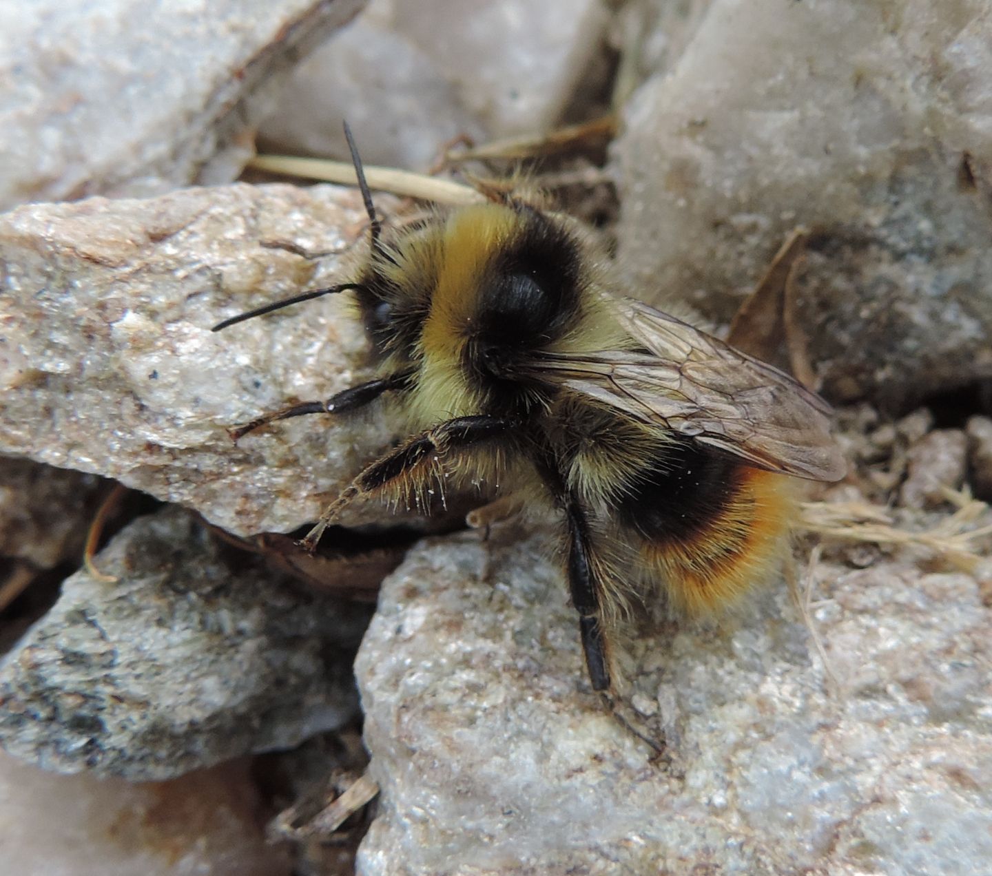 Altro Bombus da identificare: Bombus sp.