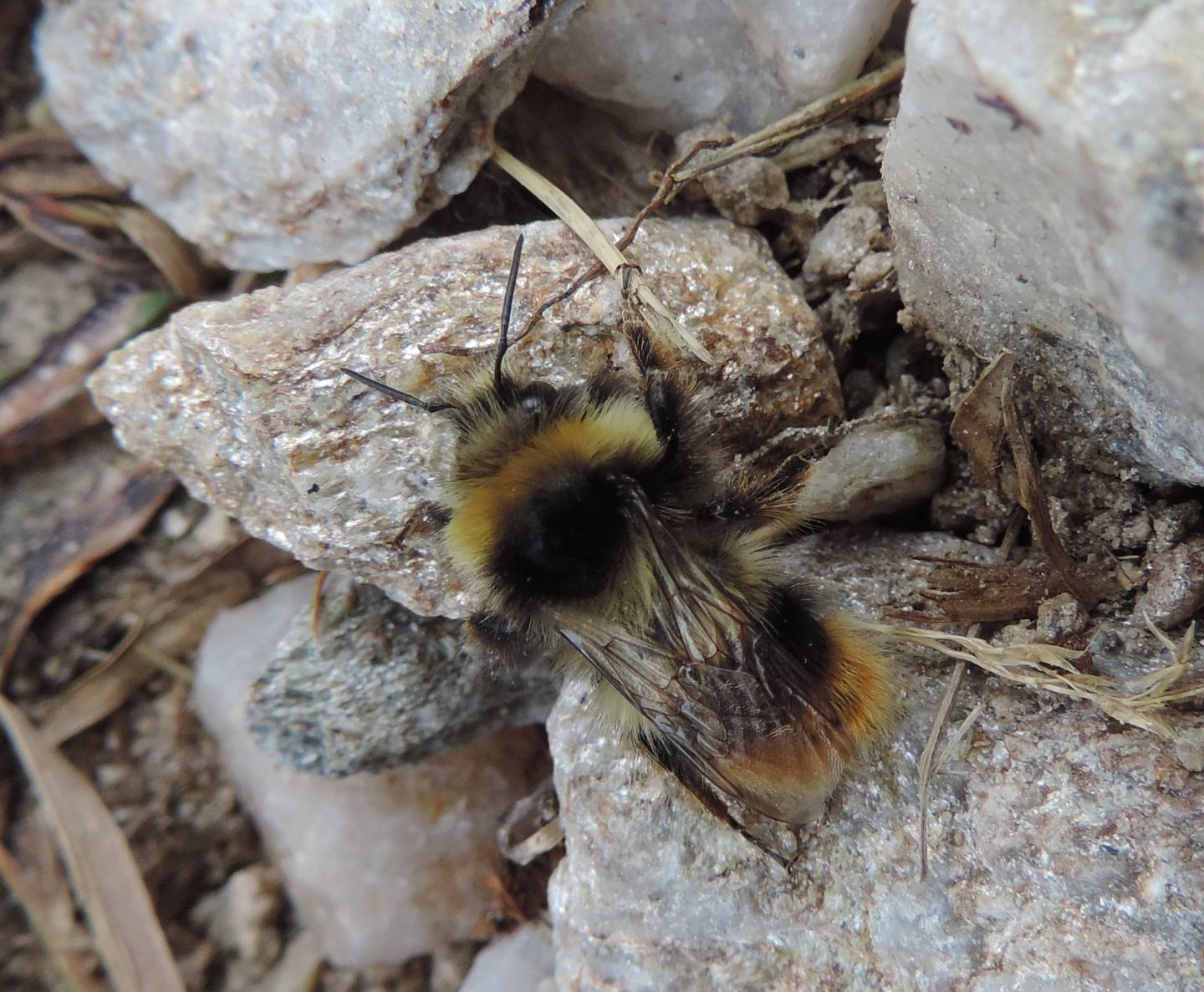 Altro Bombus da identificare: Bombus sp.