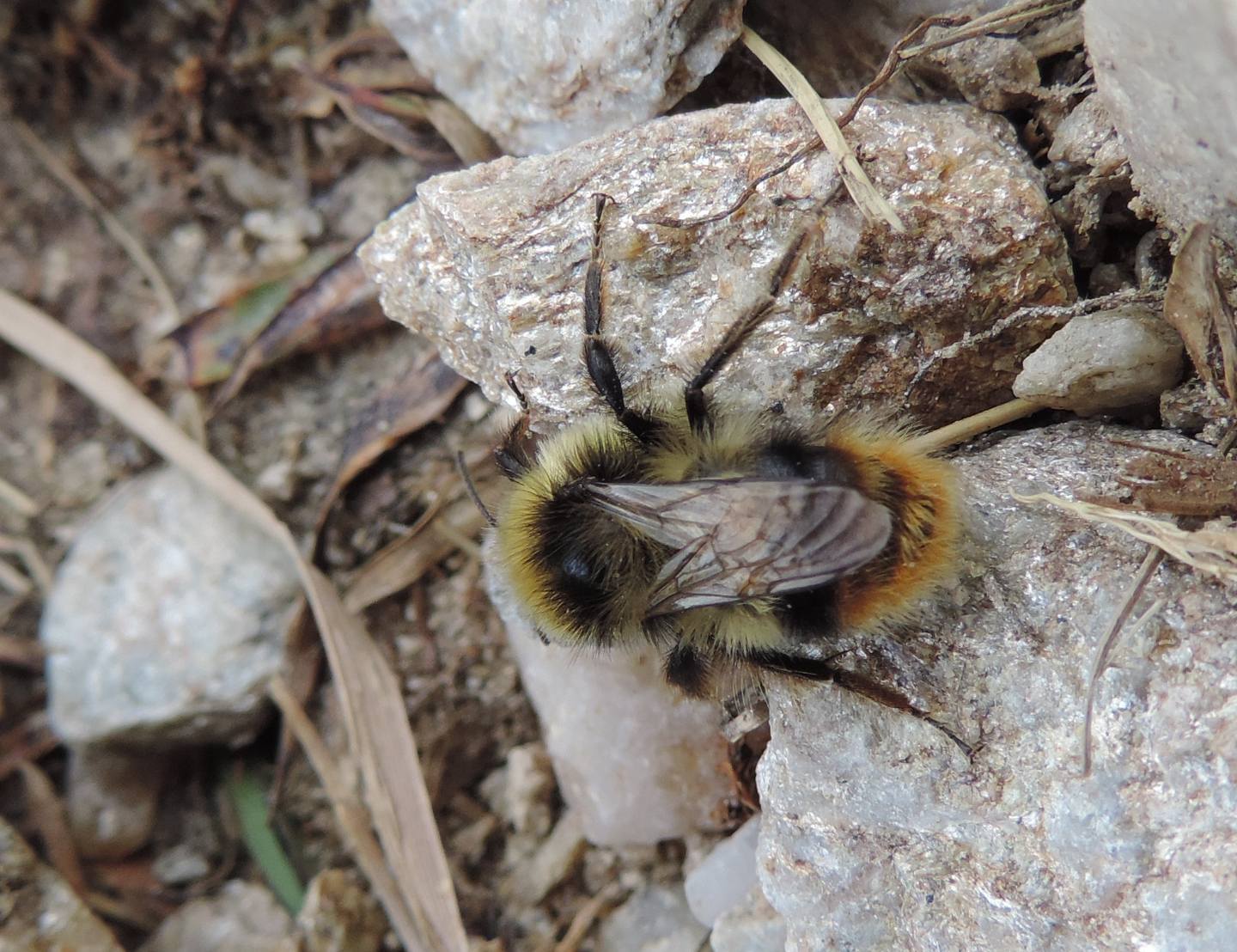 Altro Bombus da identificare: Bombus sp.