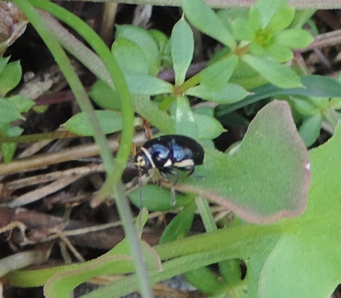 Chrysomelidae: Cryptocephalus moraei?... Cryptocephalus cfr. moraei