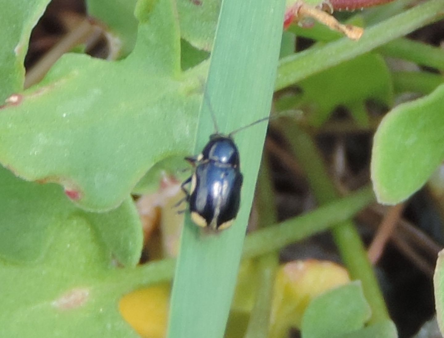 Chrysomelidae: Cryptocephalus moraei?... Cryptocephalus cfr. moraei